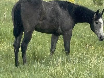 Chasin Smoke N Fame yearling filly