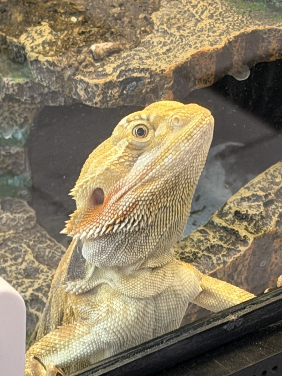 Bearded dragon
