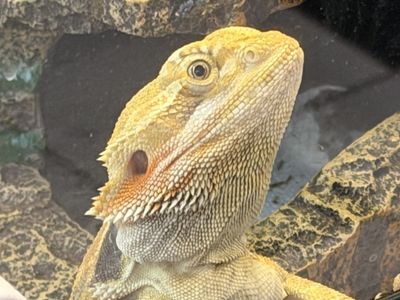 Bearded dragon