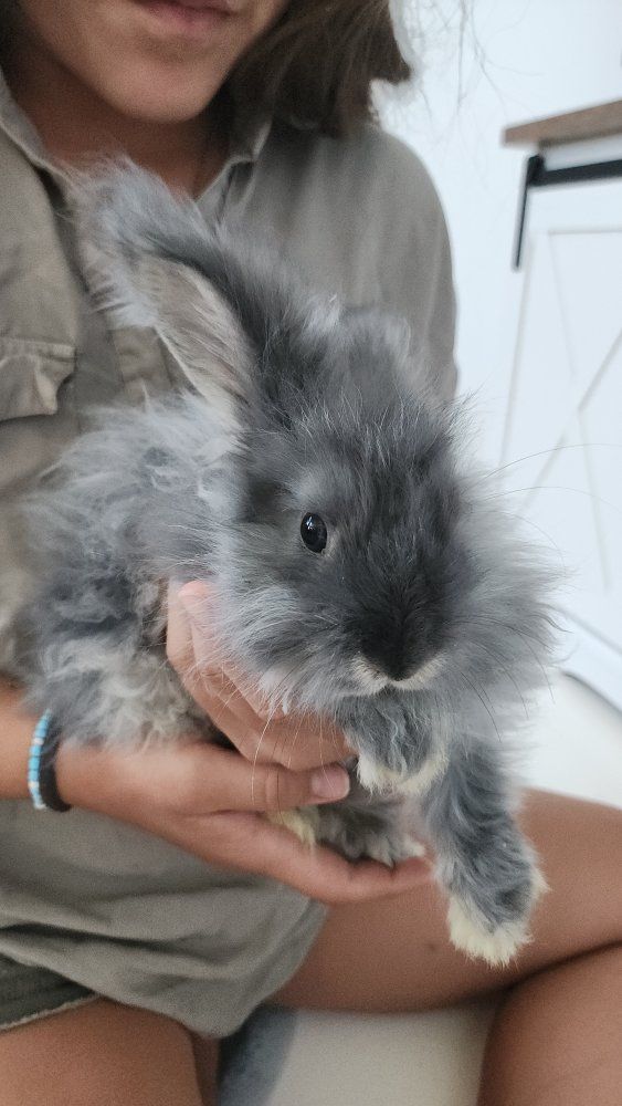 Angora Doe 4 months