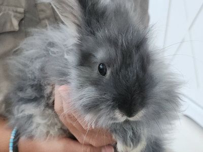 Angora Doe 4 months