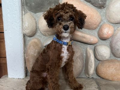 Toy male poodle