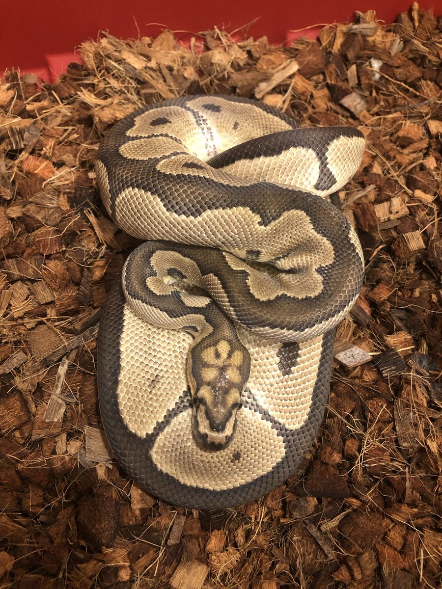 Adult male clown ball python