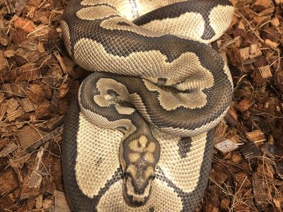 Adult male clown ball python