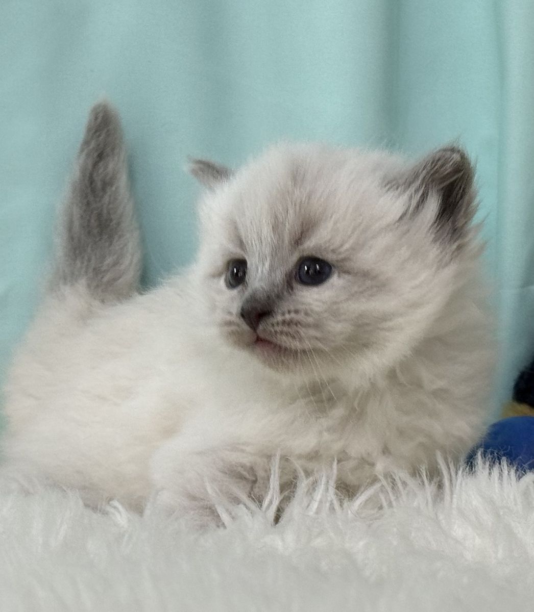 Hypoallergenic Siberian Kitten, READY: JUNE 9th /26 . GORGEOUS, Great Temperment , Neva Massquerade colored - Siberian Male !