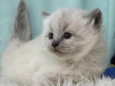 Hypoallergenic Siberian Kitten, READY: JUNE 9th /26 . GORGEOUS, Great Temperment , Neva Massquerade colored - Siberian Male !