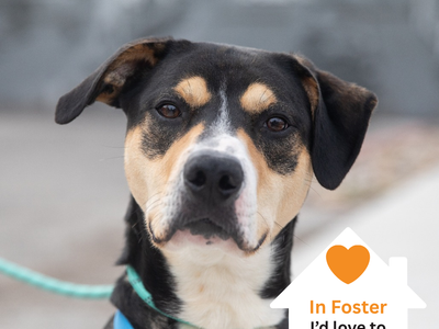 Hello my name is Smartie