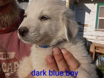 Great Pyrenees Puppy- 9 Weeks Old, First Shots, Ready for Forever Home!