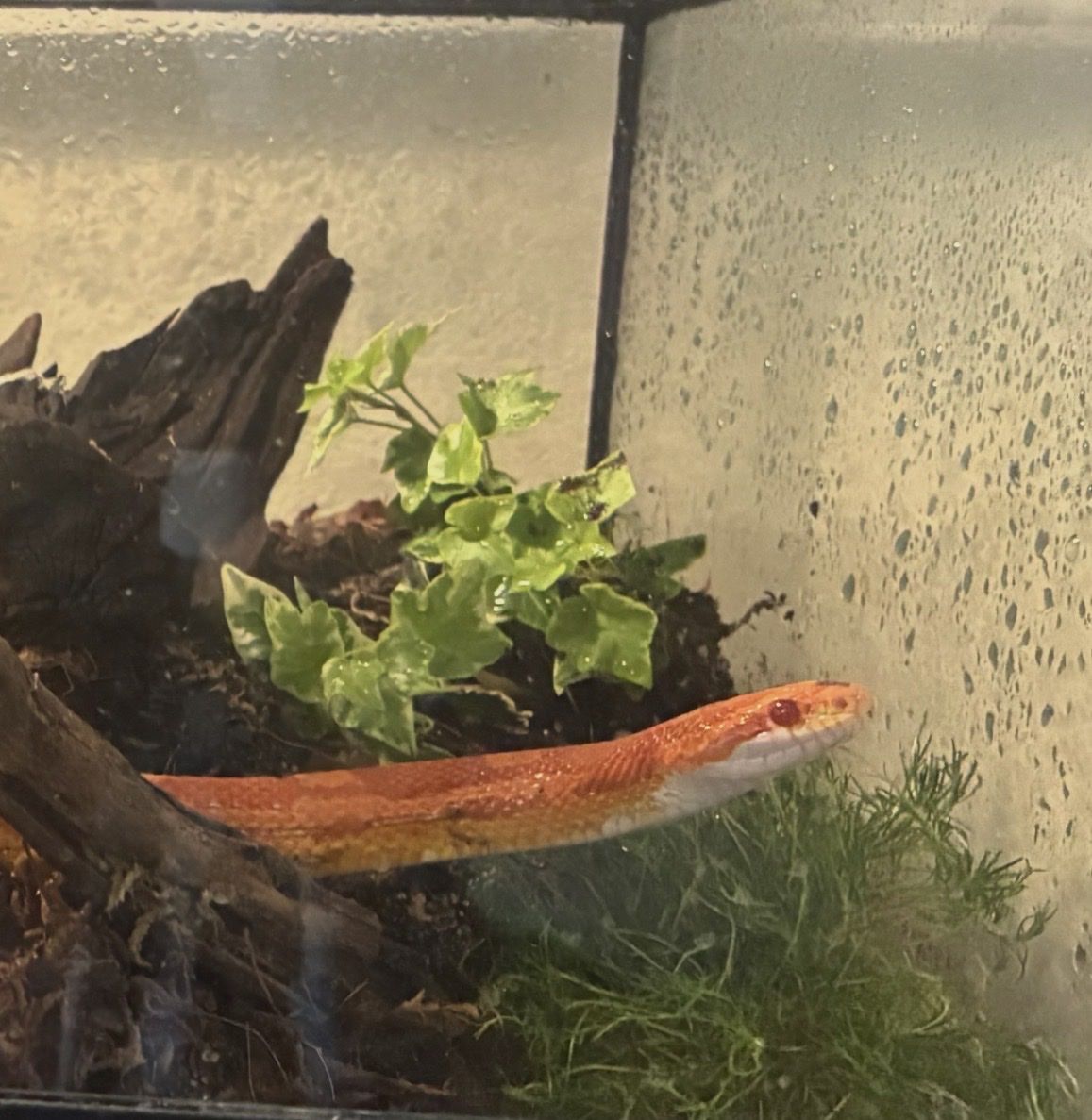 Stunning Orange Cornsnake in Bioactive Terrarium