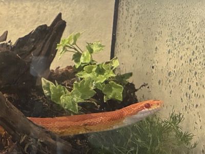 Stunning Orange Cornsnake in Bioactive Terrarium