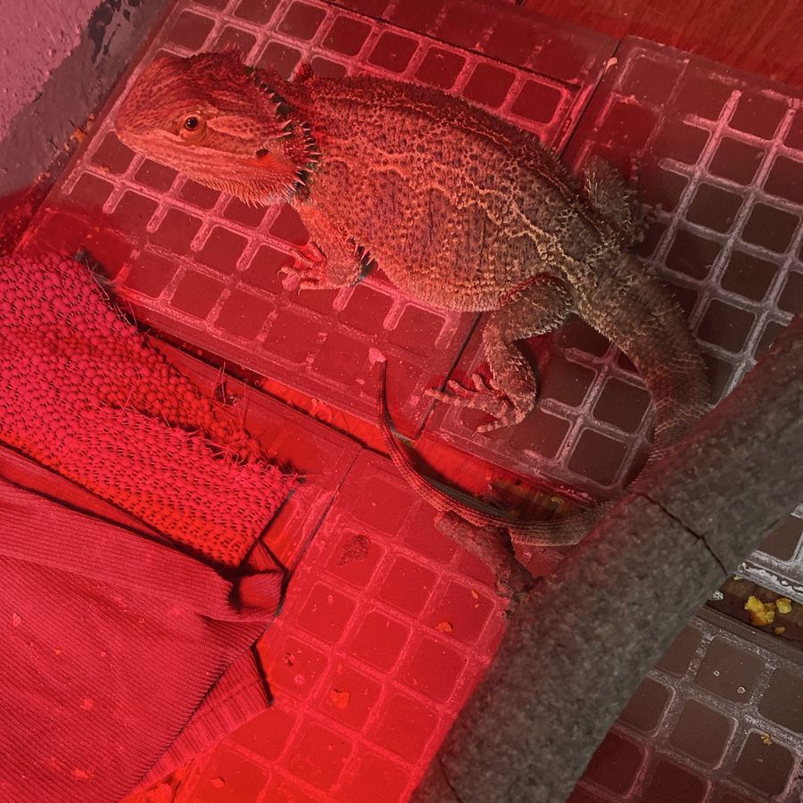 Bearded dragon