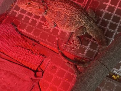 Bearded dragon