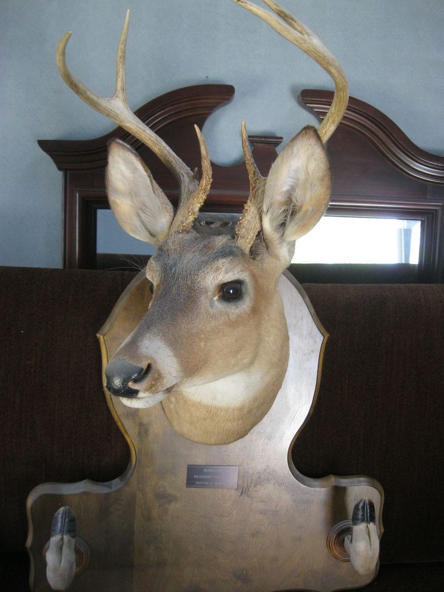MOUNTED 2 POINT DEER HEAD & FEET & PHEASANT