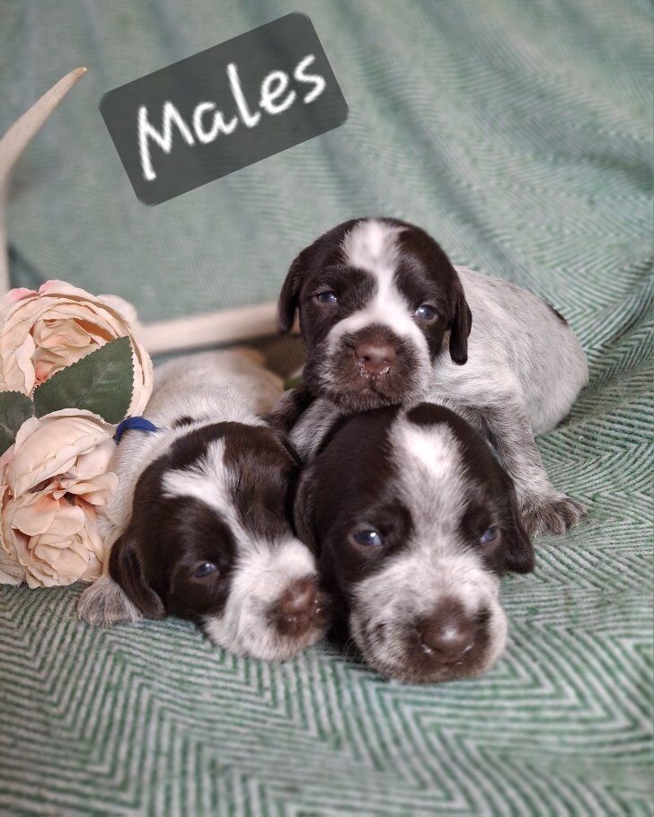 Wirehaired Pointing Griffon Puppies