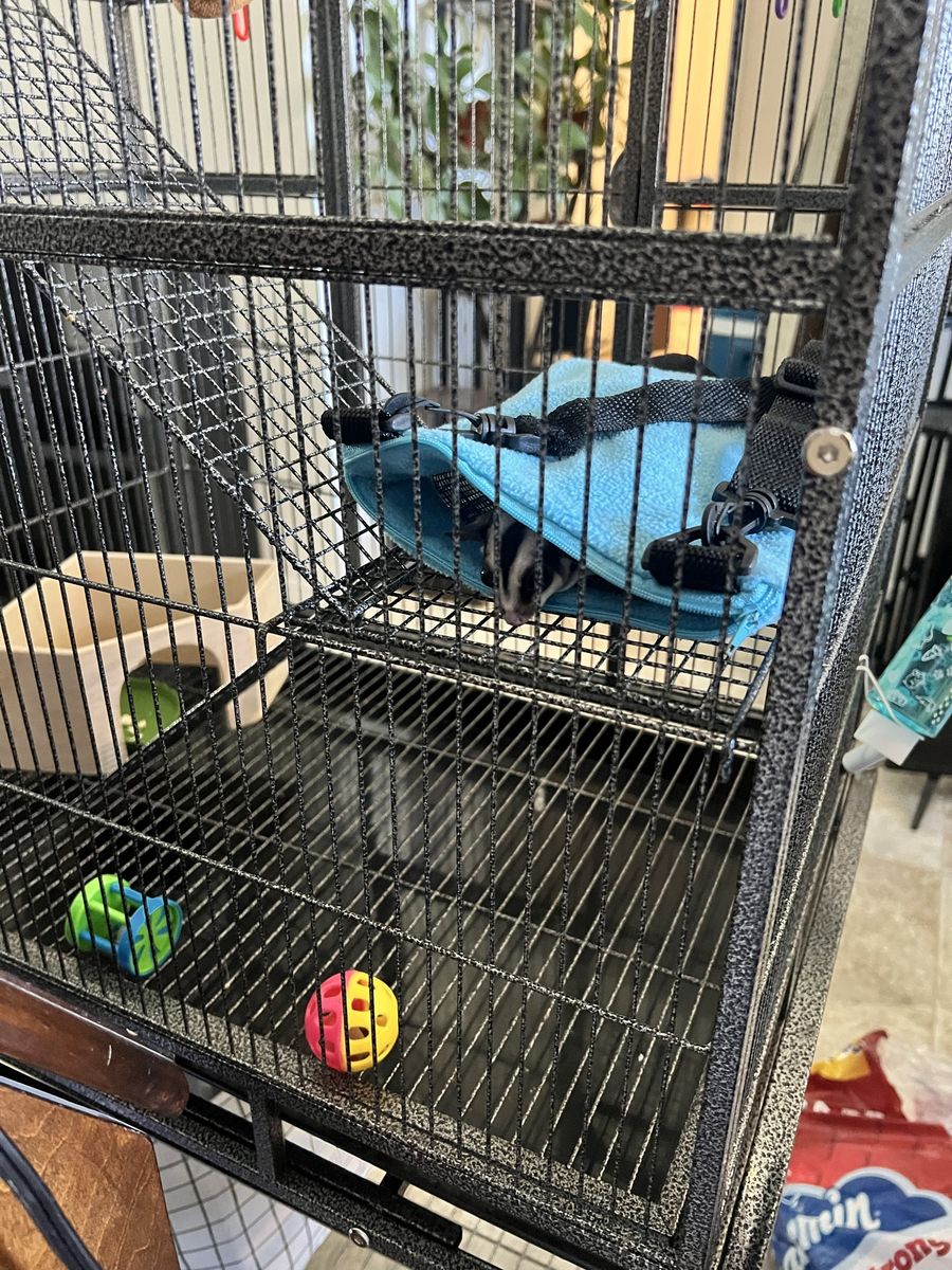 Two Sugar Gliders with Full Setup – Rehoming