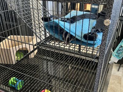 Two Sugar Gliders with Full Setup – Rehoming