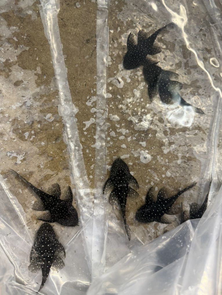 Starlight Plecos