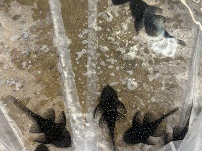 Starlight Plecos