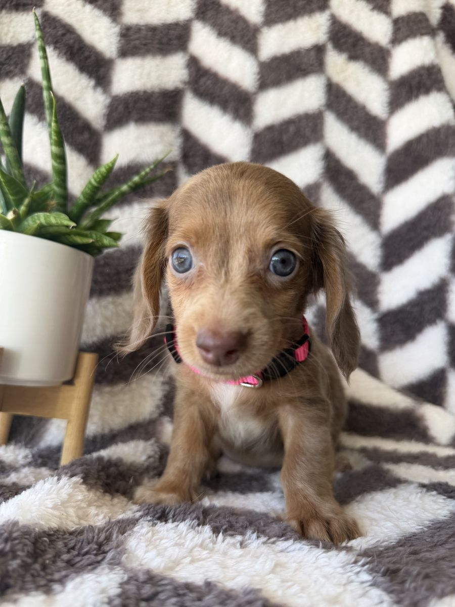 READY NOW MINI DACHSHUNDS AND DOXIEPOOS!