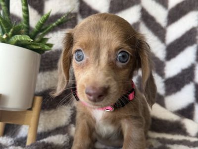READY NOW MINI DACHSHUNDS AND DOXIEPOOS!