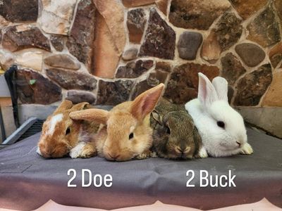 Rex Mix Baby Bunnies – Cute, Friendly & Ready Now