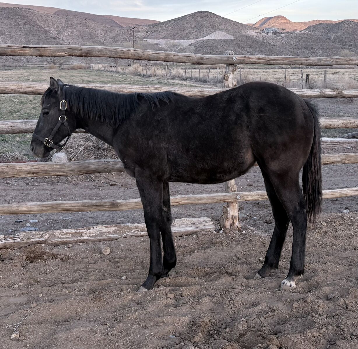 2025 AQHA Gray Filly