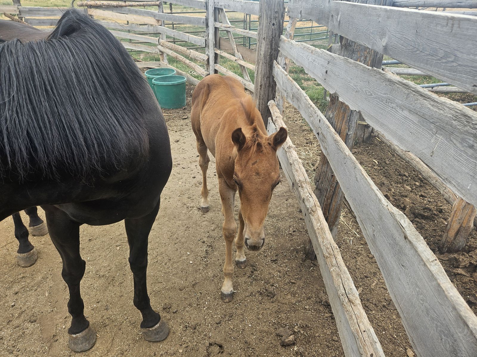 5 month old weanling filly