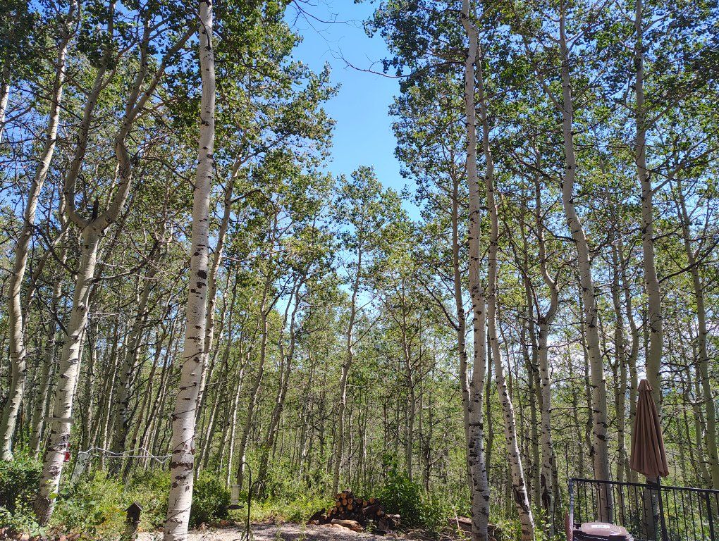 sourdough wilderness ranch 90k