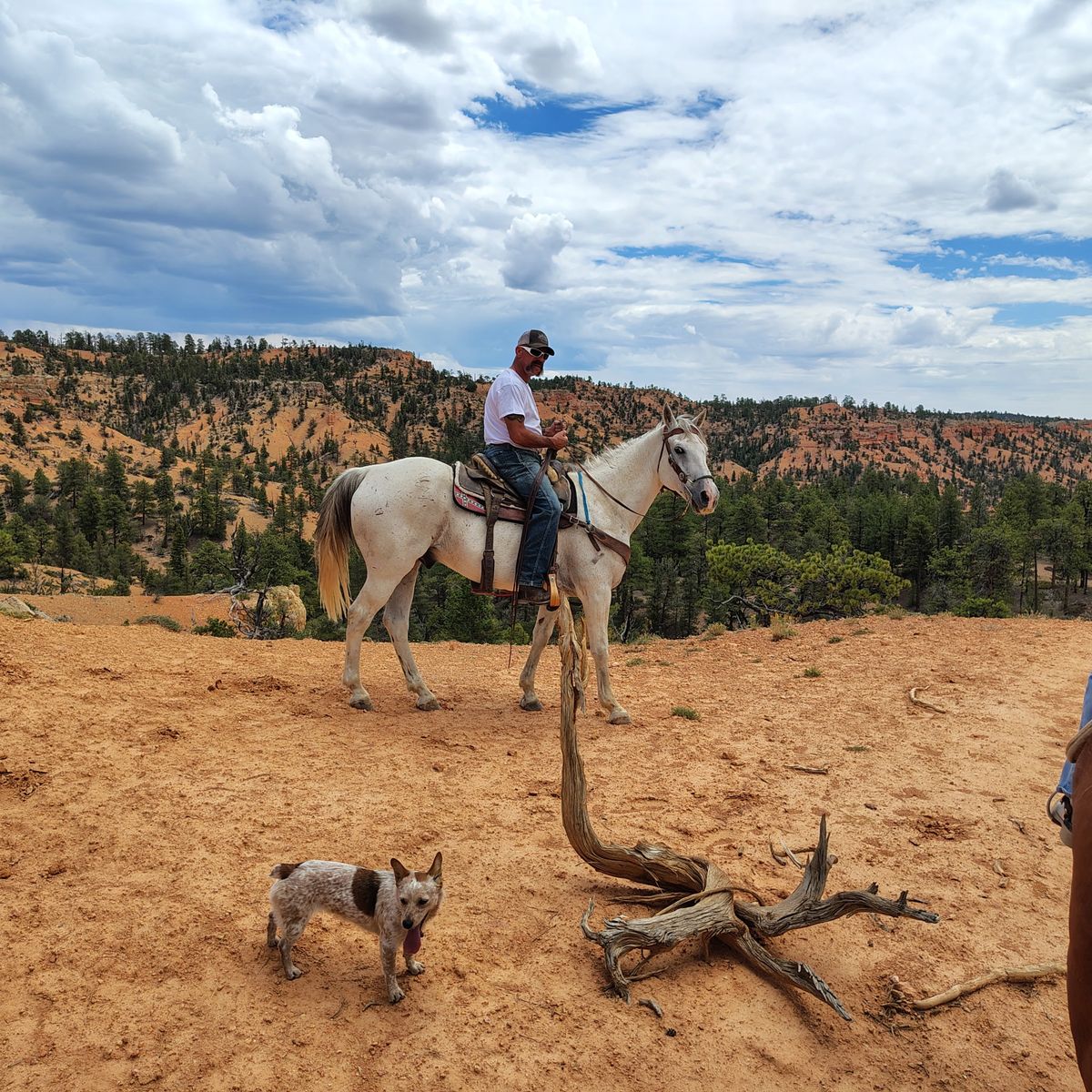 Big grey gelding  ALL Around