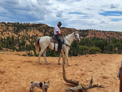 Big grey gelding ALL Around