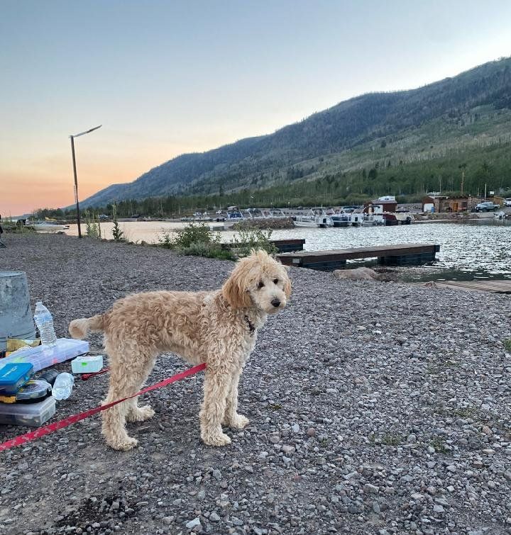 Female Mini Goldendoodle Mini Golden Doodle