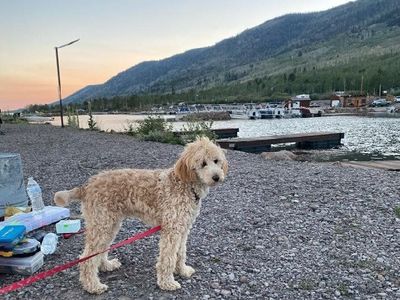 Female Mini Goldendoodle Mini Golden Doodle