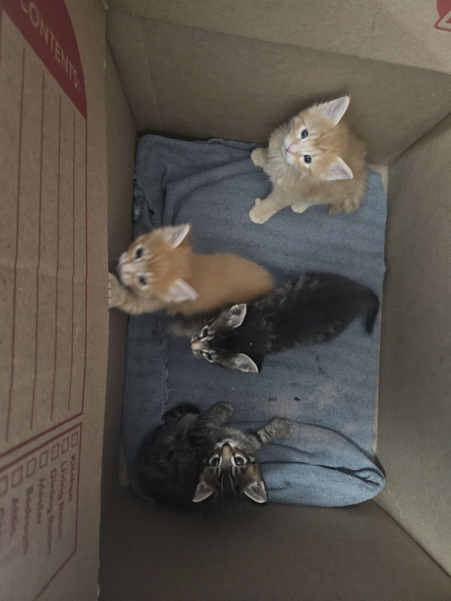 Pixie bob mix kittens $100 each ready now