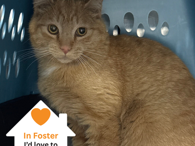 Hello my name is Cairo