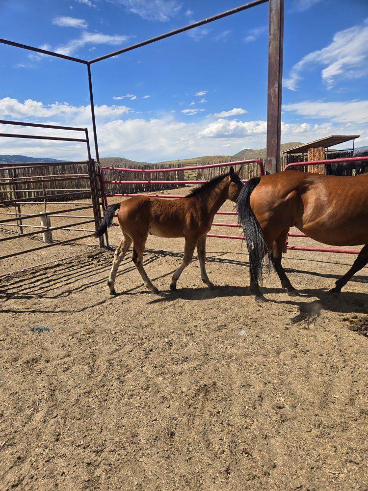 half draft filly