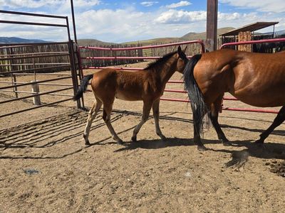 half draft filly