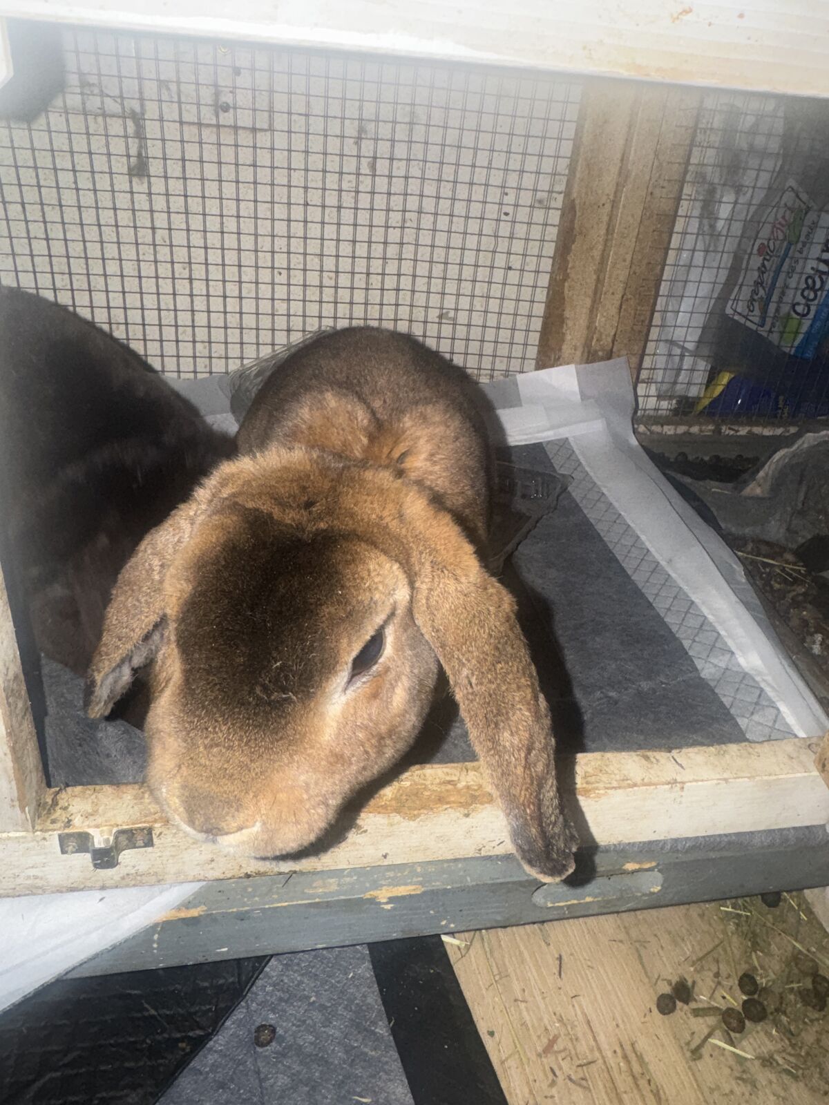 Adorable Holland Lop Bunny -Free