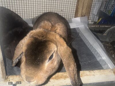 Adorable Holland Lop Bunny -Free