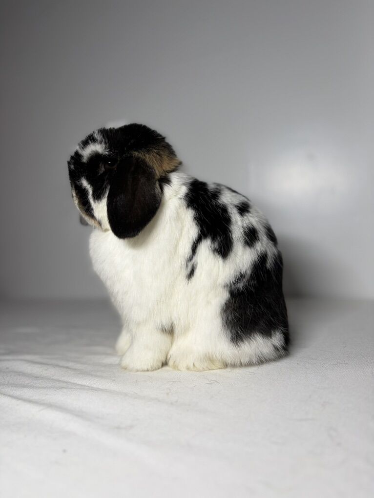 ISO Holland Lop