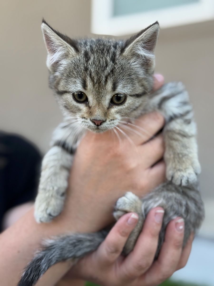 Free Adorable Kittens Looking for a Forever Home - Tabby & Grey/White