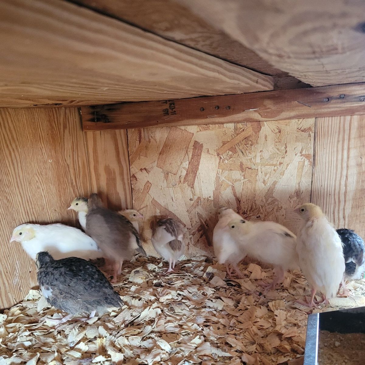 Started Coturnix quail chicks