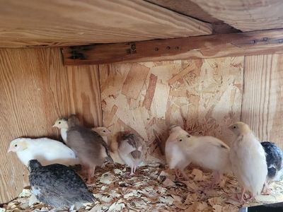 Started Coturnix quail chicks