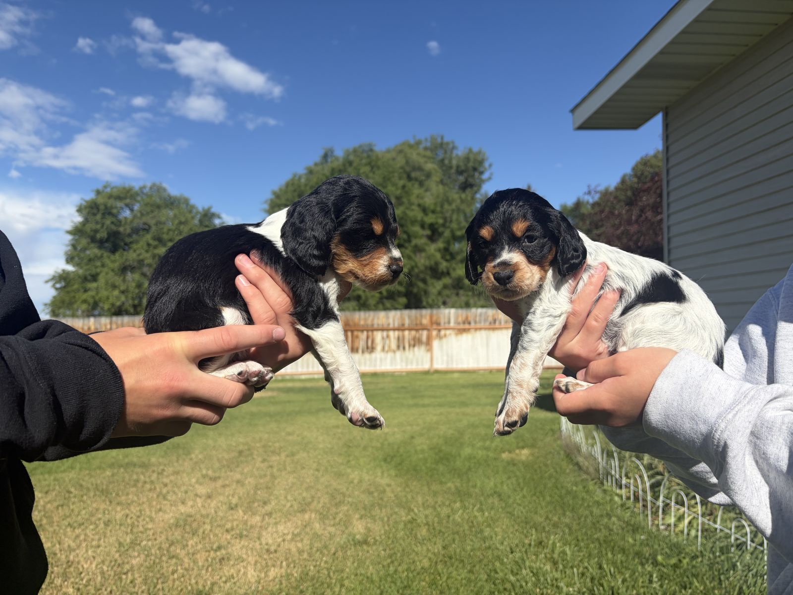 AKC Brittany Puppies