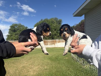 AKC Brittany Puppies