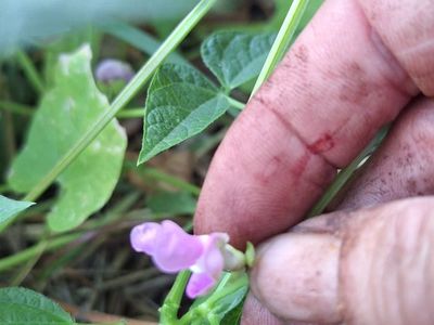 April 26 Earth Day NATURE WALK IN FOOD FOREST