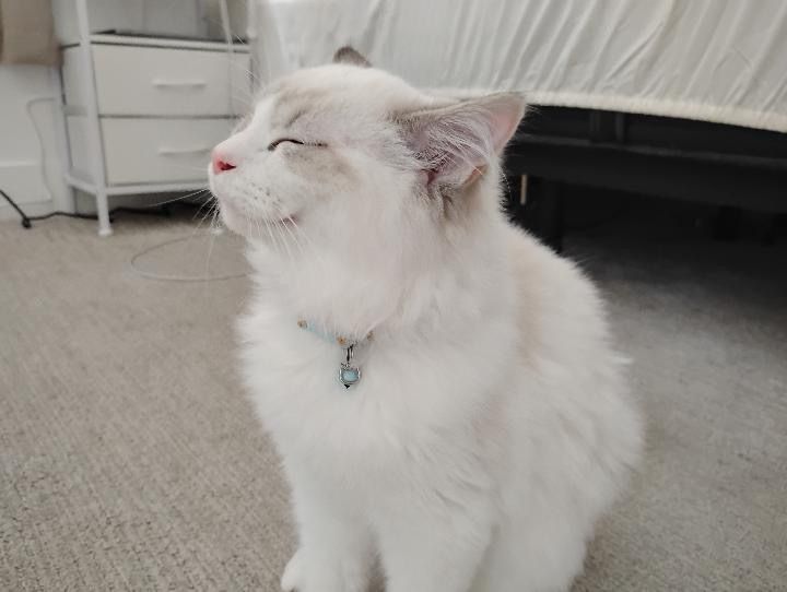 Purebred Ragdoll Kitten-TICA Registered