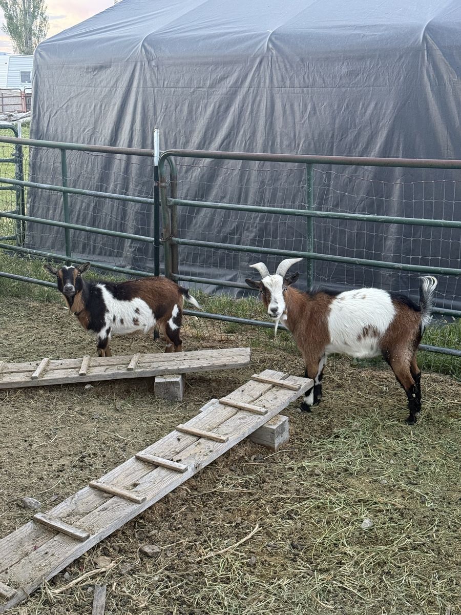 Goats for Sale - Farm Raised Livestock