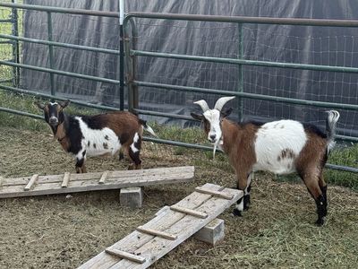 Goats for Sale - Farm Raised Livestock