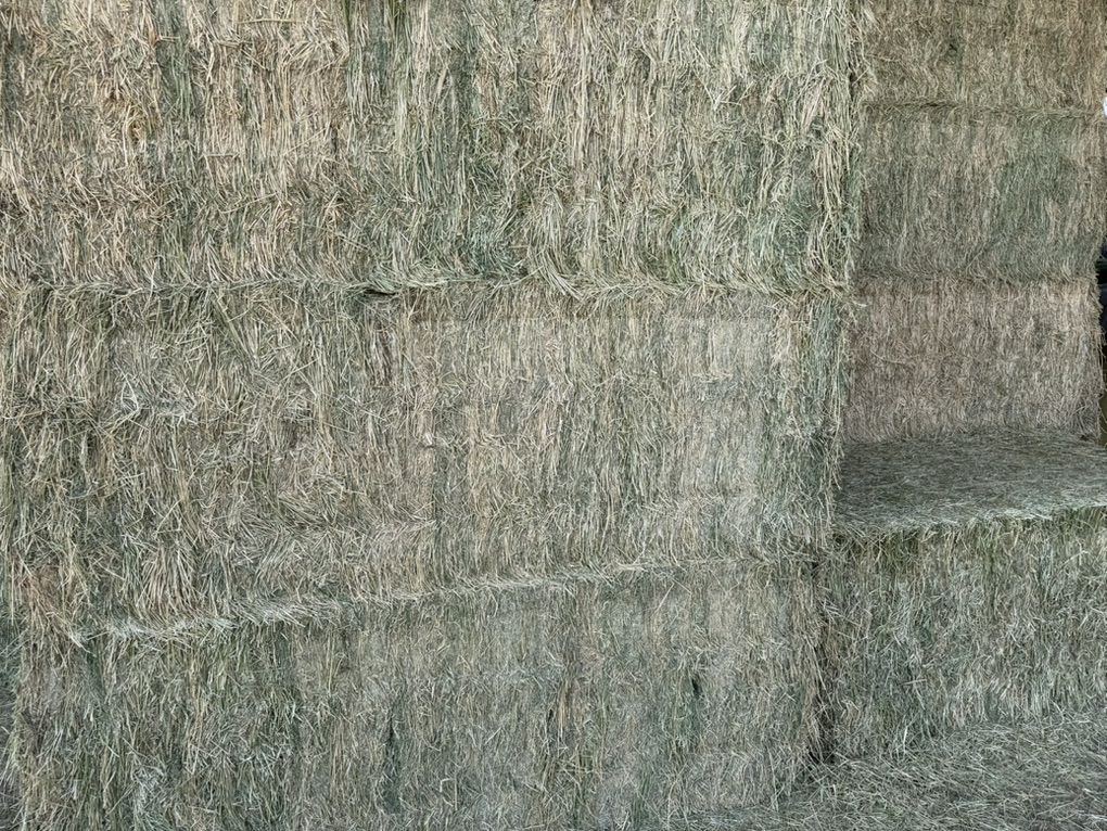 Second Crop Alfalfa 3x4