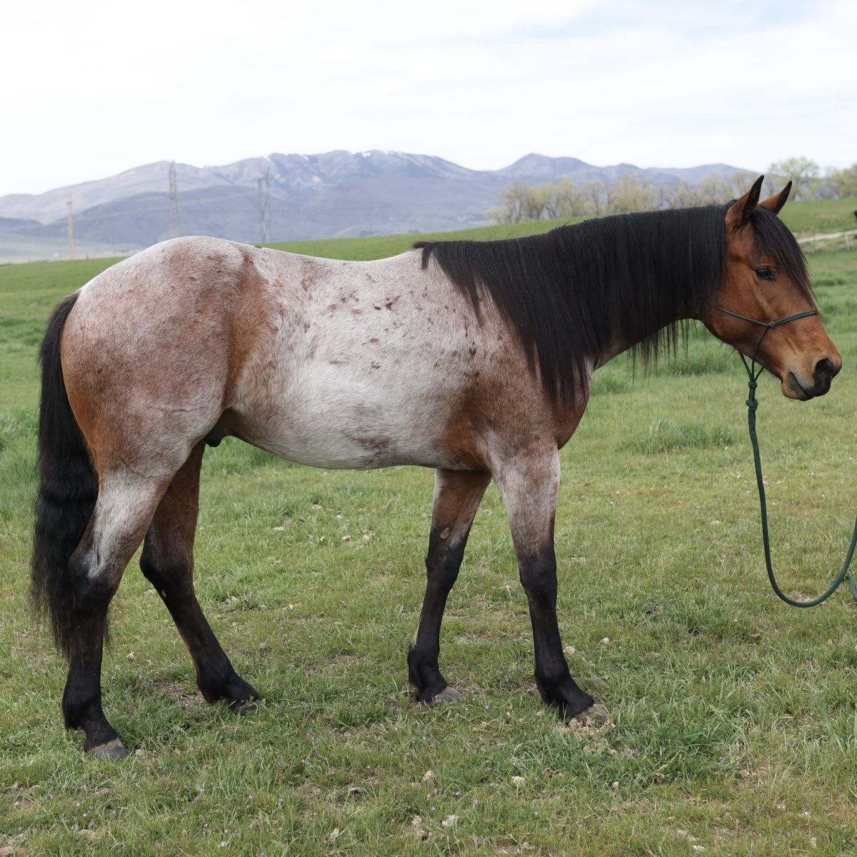 BLUE VALENTINE/DRIFTWOOD AQHA STUD